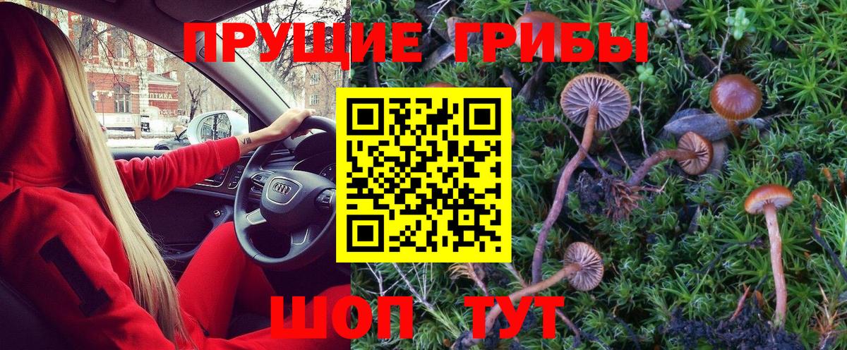 Волоколамск  Галлюциногенные грибы Psilocybe  Вход с VPN 